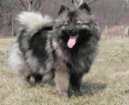:  > N�meck� �pic st�edn� (Deutscher spitz - Mittelspitz, German Spitz � Medium size Spitz)