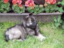 :  > N�meck� �pic vl�� (Deutscher spitz � Wolfspitz, Keeshound)