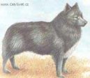 :  > N�neck� jelen� lajka (Nenets Herding Laika, Reindeer Herding Laika)