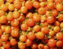 Nertera andsk�, kor�lovka