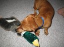 :  > Ne� si dom� p�ivedeme pejska (Requisites for dogs)