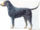 :  > Nivernaissk� hrubosrst� honi� (Griffon nivernais)
