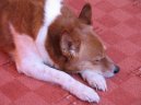 :  > Norbotensk� �pic (Norrbottenspitz, Norrbottenspets)