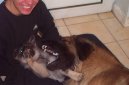 :  > Norsk� los� pes �ed� (Norwegian Elkhound grey)