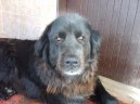 :  > Novofundlandsk� pes (Newfoundland)