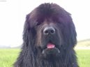Novofundlandsk� pes
