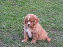 :  > Novoskotsk� retr�vr (Nova Scotia Duck Tolling Retriever)