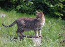 Ocicat ko�ka