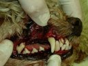 :  > Odstran�n� zubn�ho kamene ultrazvukem (Veterin�rn� z�kroky)