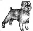 :  > Opi�� pin� (Affenpinscher)