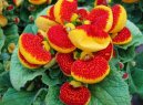 Pantofl��ek, kalceol�rie, dmuloret
