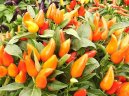 Paprika ro�n�