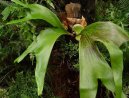 :  > Paro�natka (Platycerium)