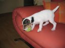 Parson Russel Teri�r
