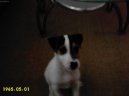 Parson Russel Teri�r