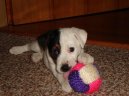 Parson Russel Teri�r