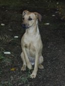 Patterdale teri�r