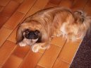 :  > Pekingsk� pal�cov� ps�k, pekin�z (Pekingese, Pekinese, Peking Palasthound)