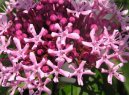 Pentas, p�tkovec
