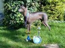 :  > Peru�nsk� nah�� (Peruvian Hairless Dog)