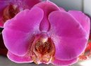 P�stov�n� orchidej�