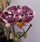 :  > P�stov�n� orchidej� (Orchidaceae)