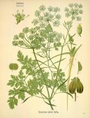 :  > Petr�el Kade�av� (Petroselinum crispum)