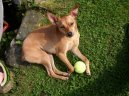 Pin�-harlek�n