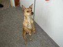 Pin�-harlek�n