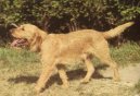 :  > Plav� breta�sk� honi� (Fawn Brittany Griffon)