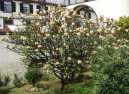Plum�rie