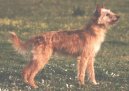 :  > Portugalsk� podengo st�edn� (Medium Portuguese Hound)