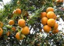 Pomeran�ovn�k Sladk�