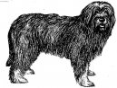 :  > Portugalsk� ov��k (Portuguese sheepdog)