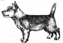 :  > Portugalsk� podengo (Podengo Portugues)