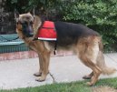 :  > Pracovn� psi (Working dog)