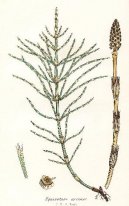 :  > P�esli�ka Roln� (Equisetum arvense L.)