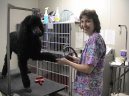:  > Prevence nemoc� ps� (Diseases of Dogs)