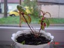 :  > Probl�my p�i p�stov�n� pokojov�ch rostlin (Problems)