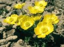 :  > Prysky�n�k (Ranunculus)