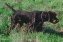 Ps� plemena:  > Pudl pointer (Pudelpointer)
