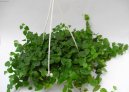 :  > Fikus drobou�k� (Ficus pumila)