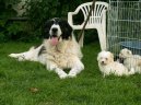 Pyrenejsk� mastin