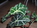 :  > Rady pro p�stov�n� rostlin (Advices)