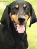 :  > Rakousk� kr�tkosrst� honi� (Austrian Black and Tan Hound)