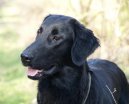 :  > Retr�v�i (Retriever)