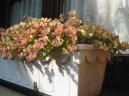 :  > Rozchodn�k (Sedum)