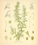 :  > Rozmar�na L�ka�sk� (Rosmarinus officinalis)