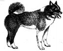 Ruskoevropsk� lajka