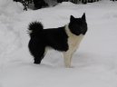 :  > Ruskoevropsk� lajka (Russian-European Laika)